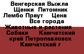 Венгерская Выжла. Щенки. Питомник Лембо Праут. › Цена ­ 35 000 - Все города Животные и растения » Собаки   . Камчатский край,Петропавловск-Камчатский г.